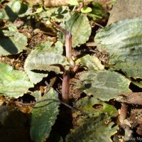 Cryptocoryne wendtii de Wit